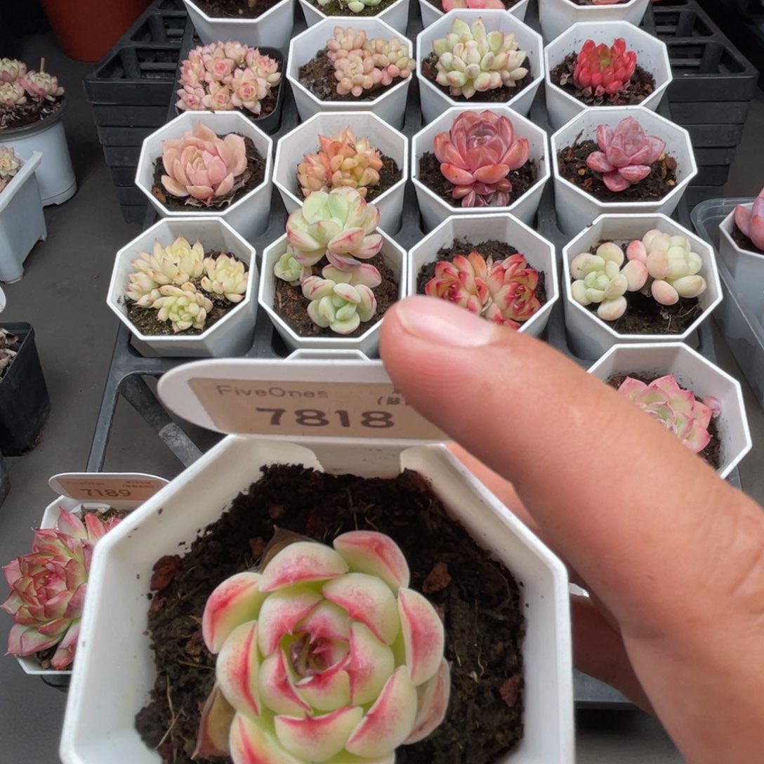 7818勾魂仙子 4.0厘米