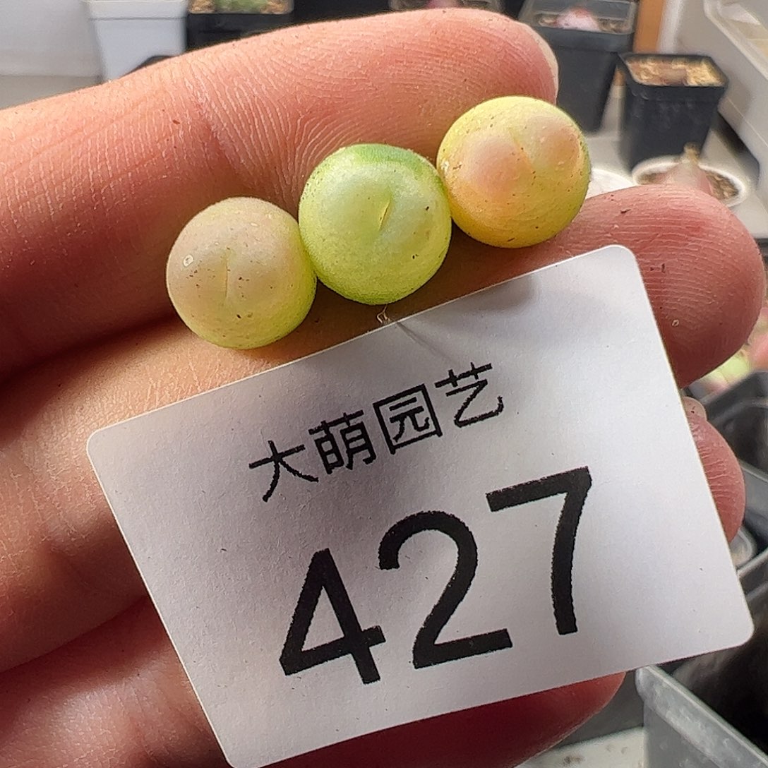 一物一拍。    427