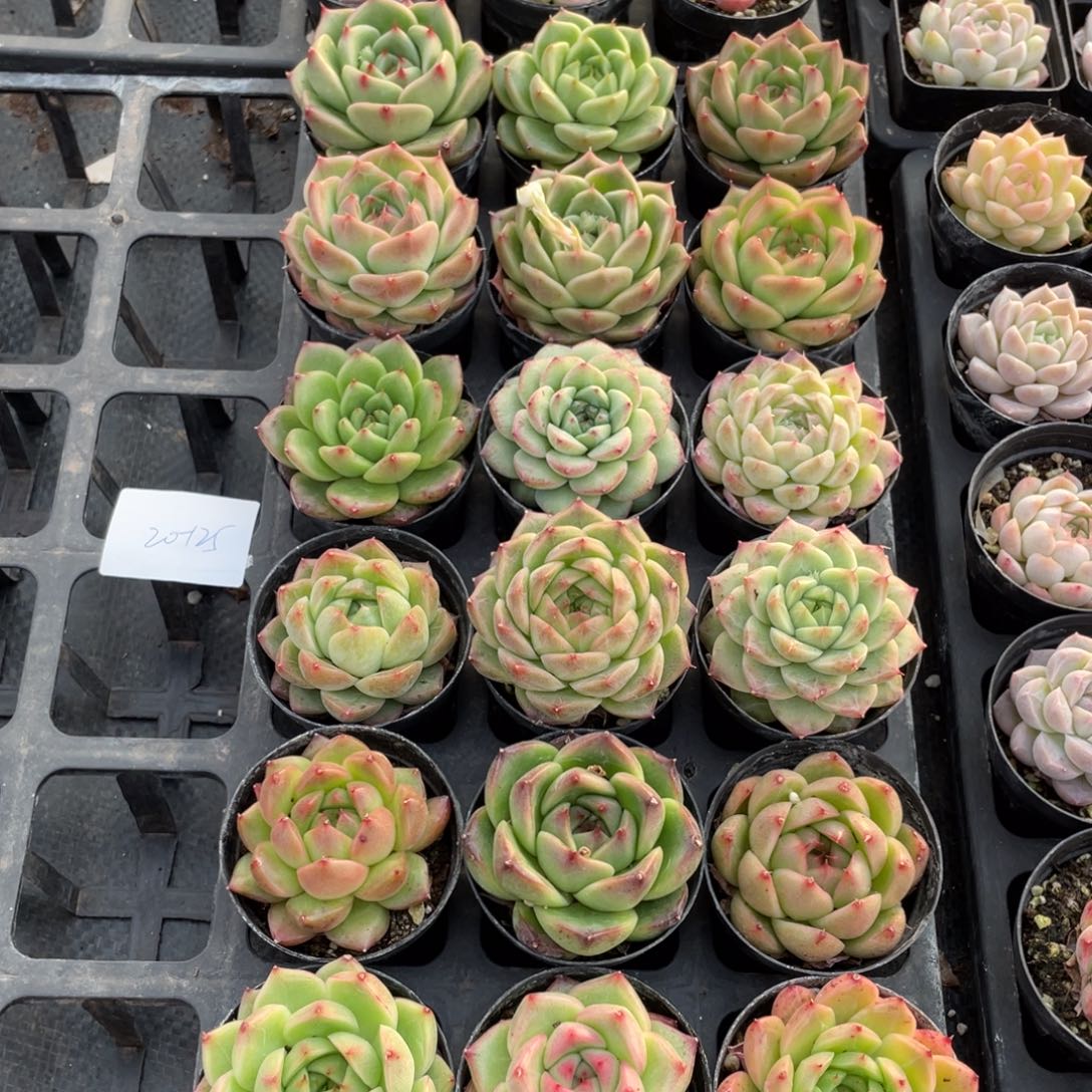 一物一拍18颗20-125