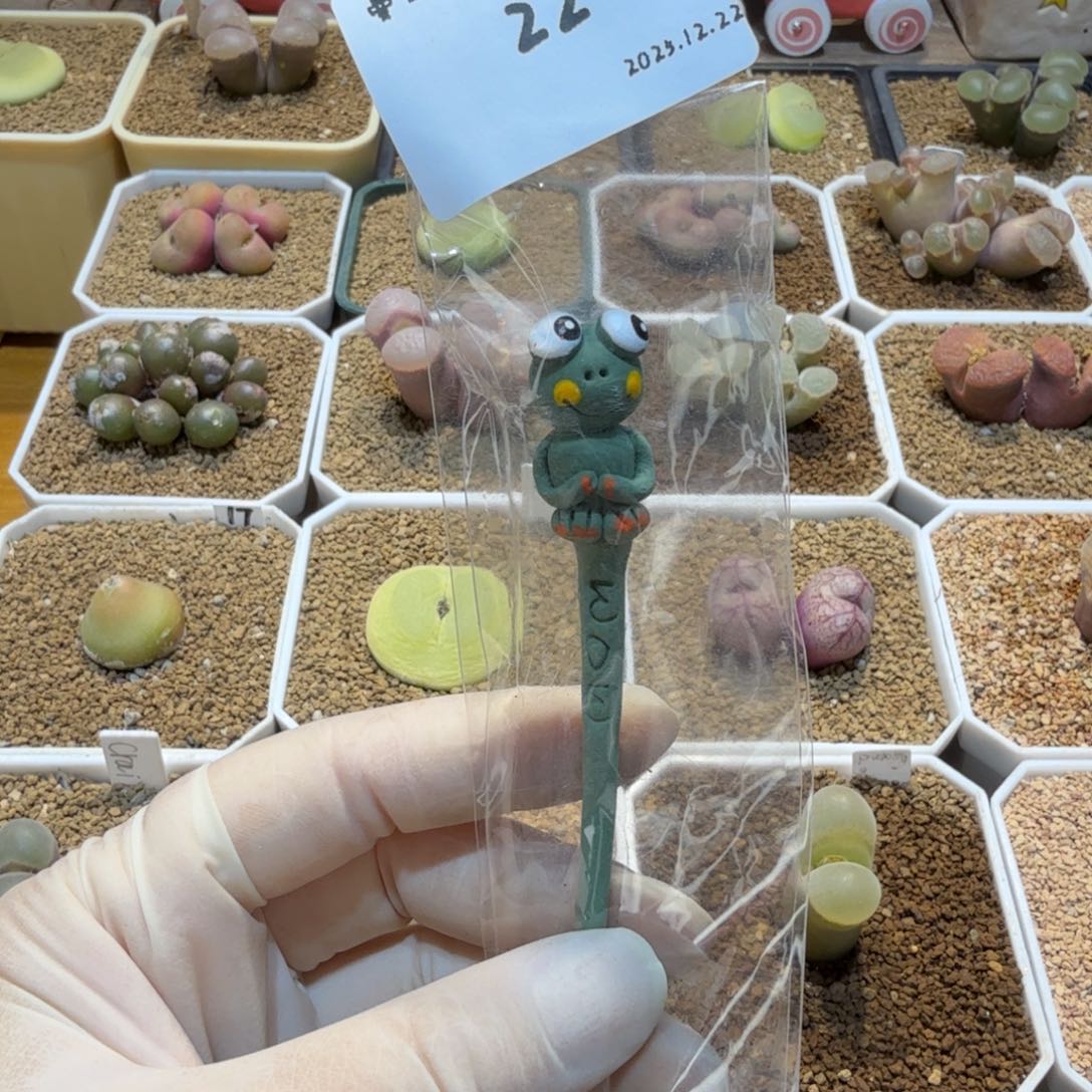 妖***妖多肉多肉多肉12.22-022