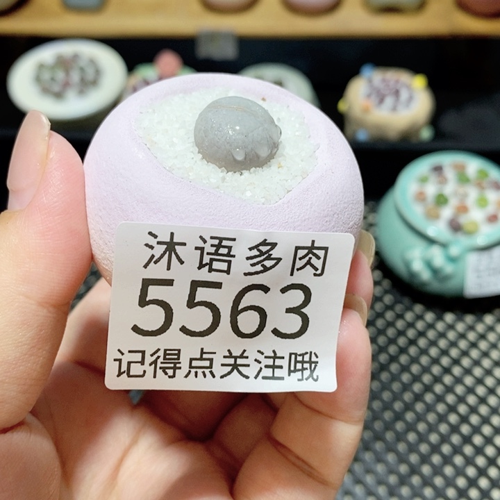 摆***鱼带盆土植物 一物一拍5563