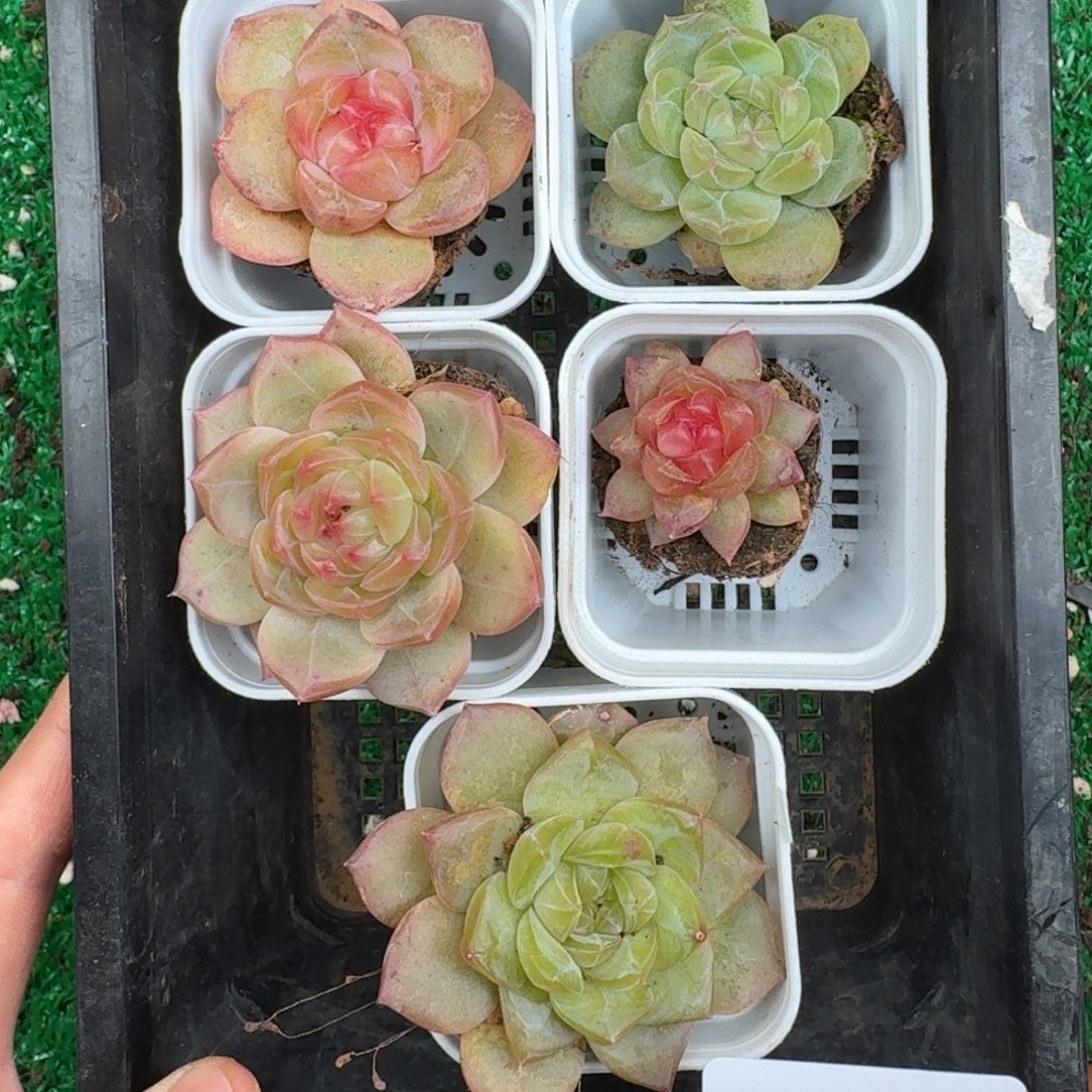 多肉一物一拍13-187