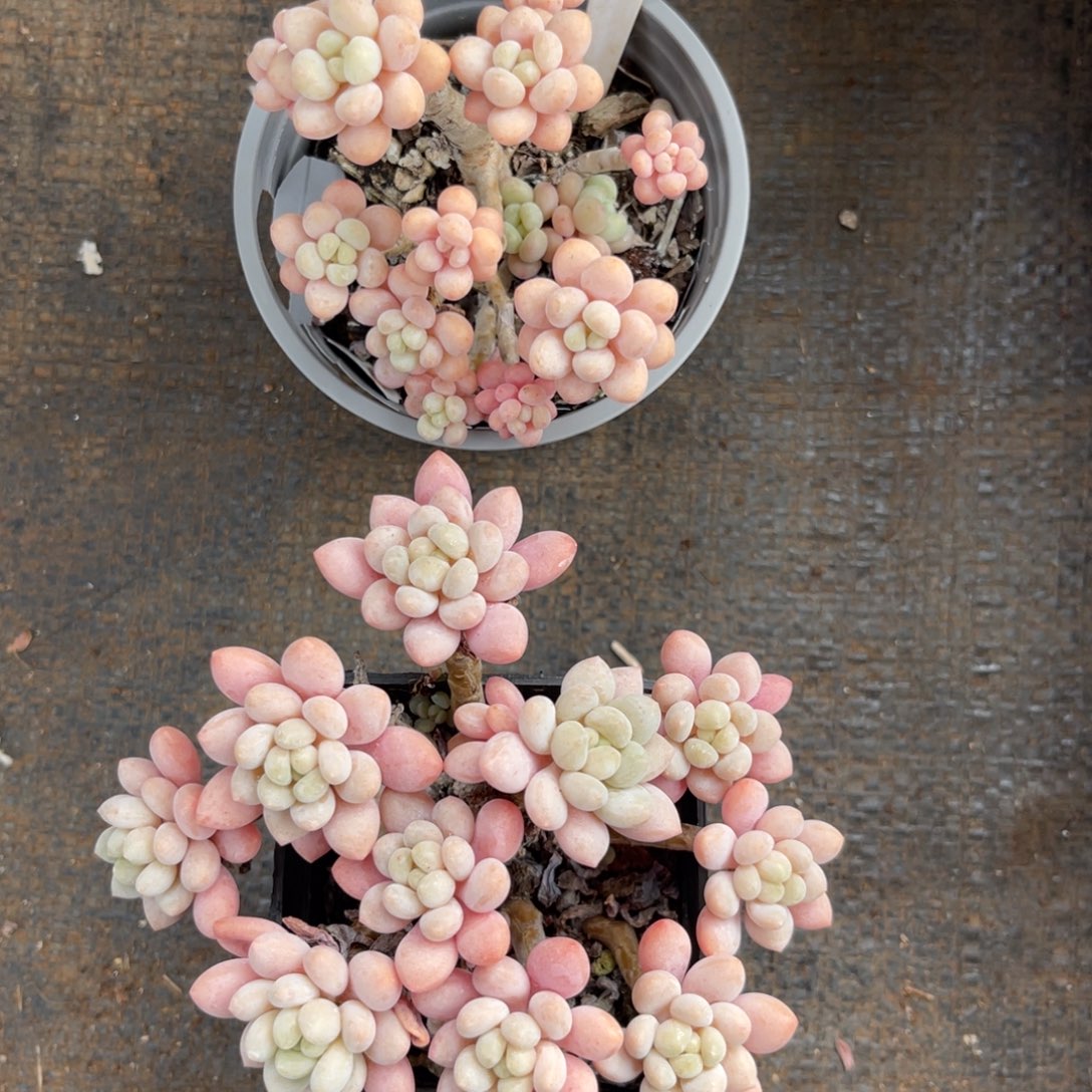 云尘多肉一物一拍