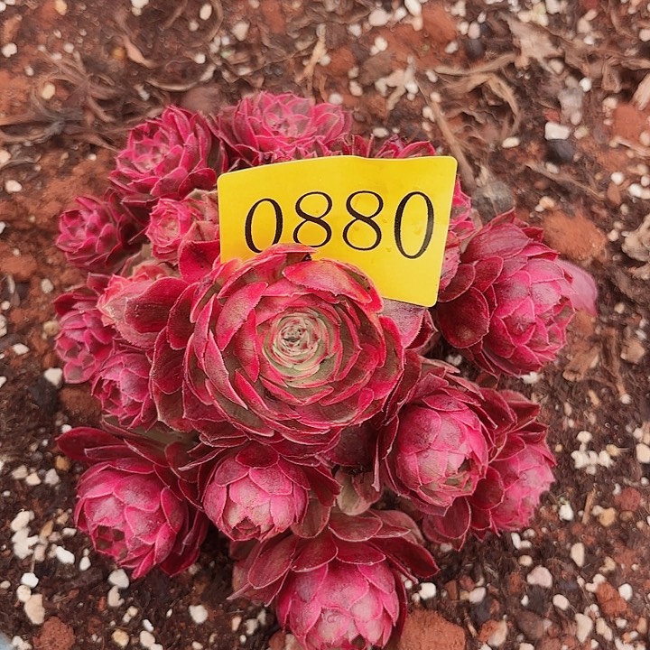 多肉植物云菏0880