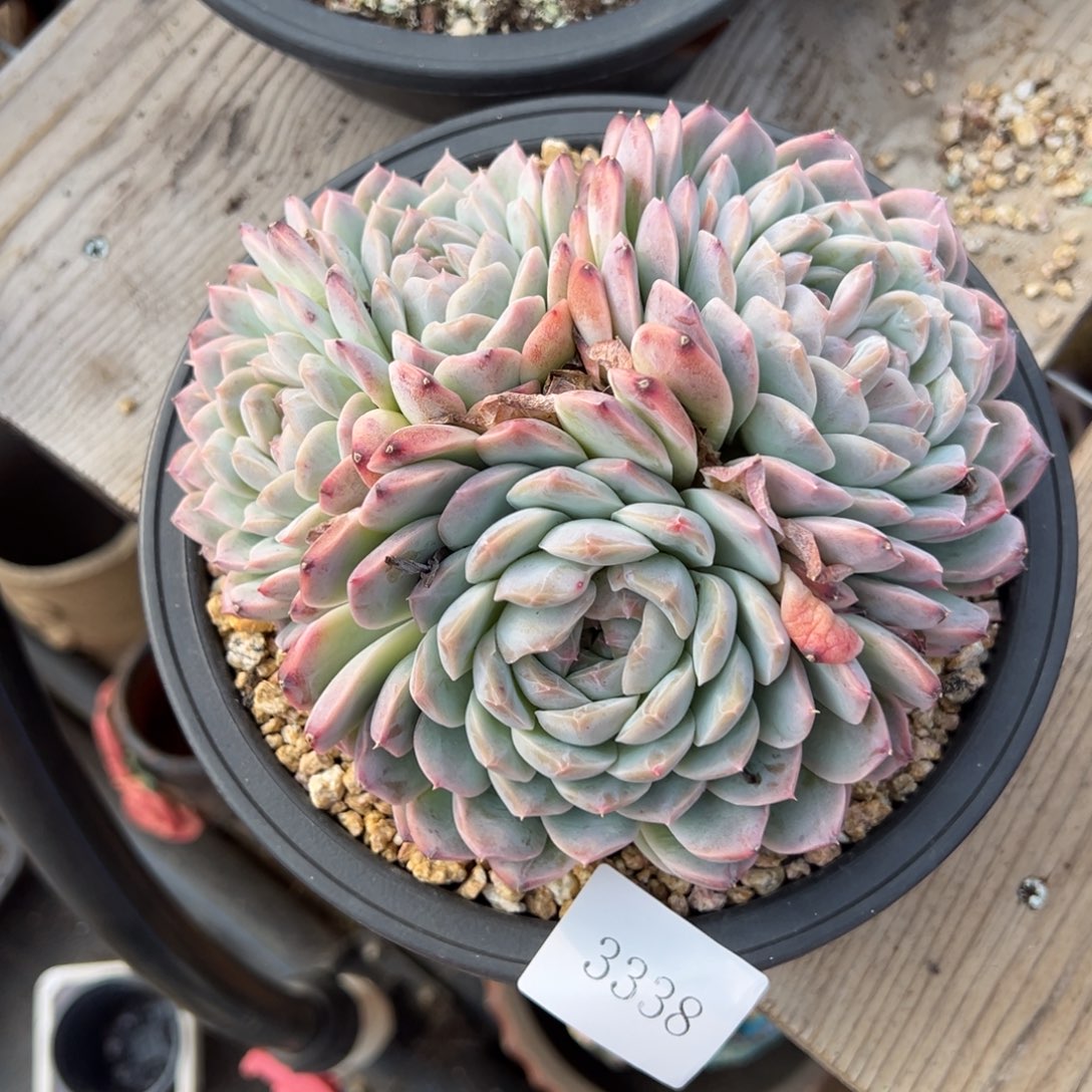 果**台3338肉肉肉肉肉肉