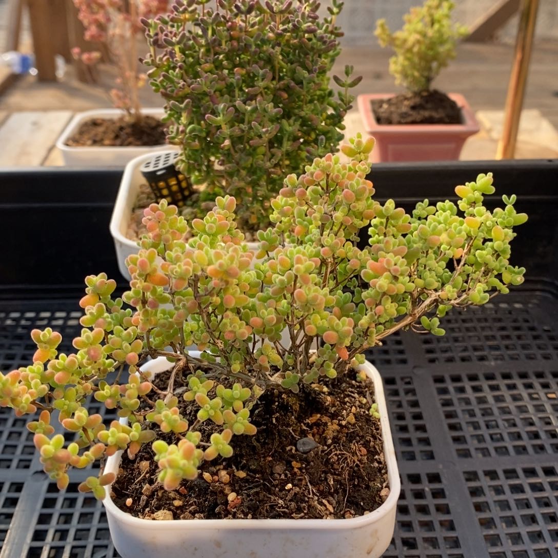 枝干番杏多肉植物052