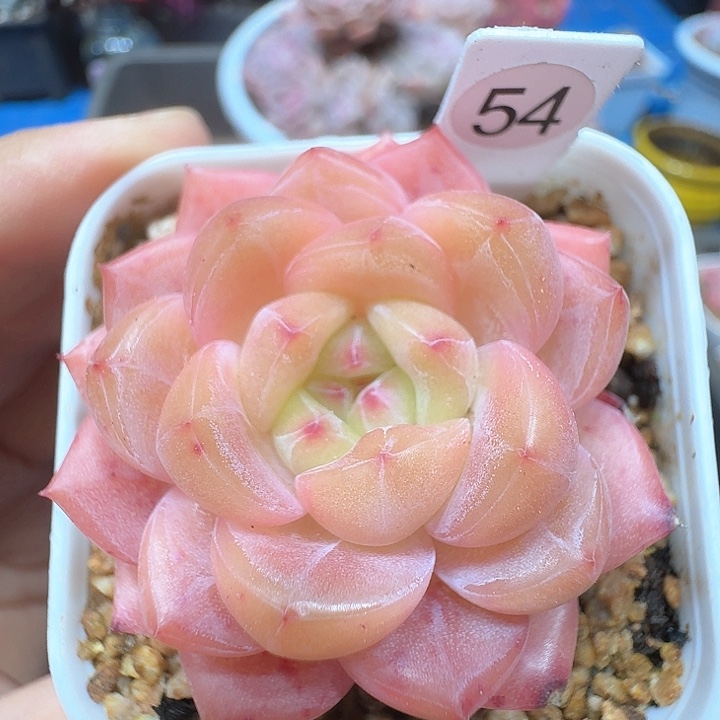 糖心多肉植物54号