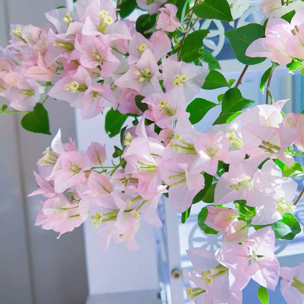 【丽娜】三角梅花卉勤花四季开花基地直发