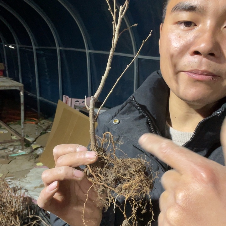 金致殿海棠花一颗