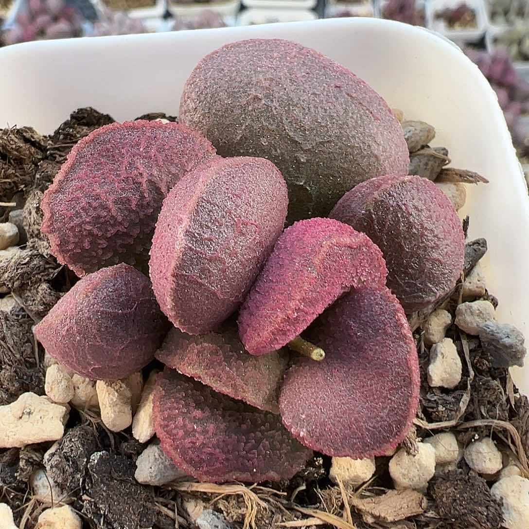 实生新品多肉水泡植物