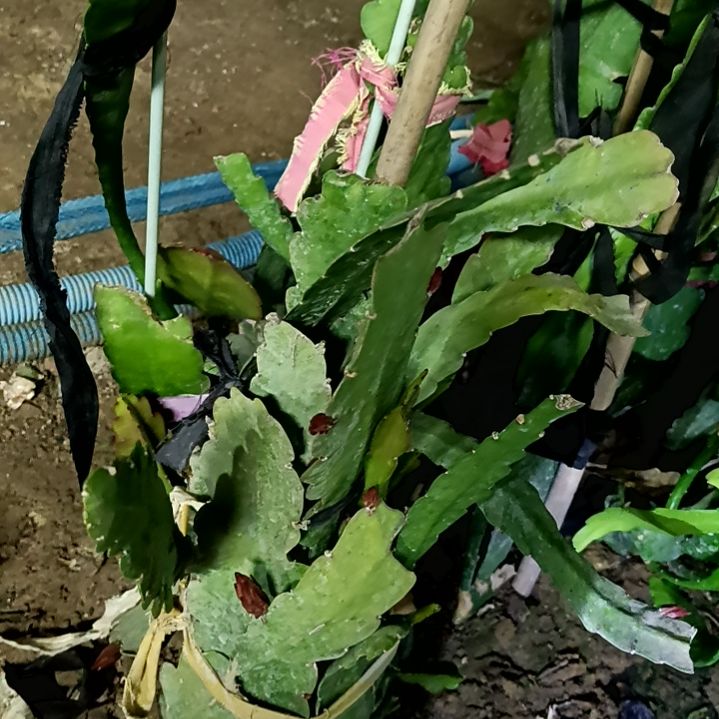 海**风令箭何花三色成