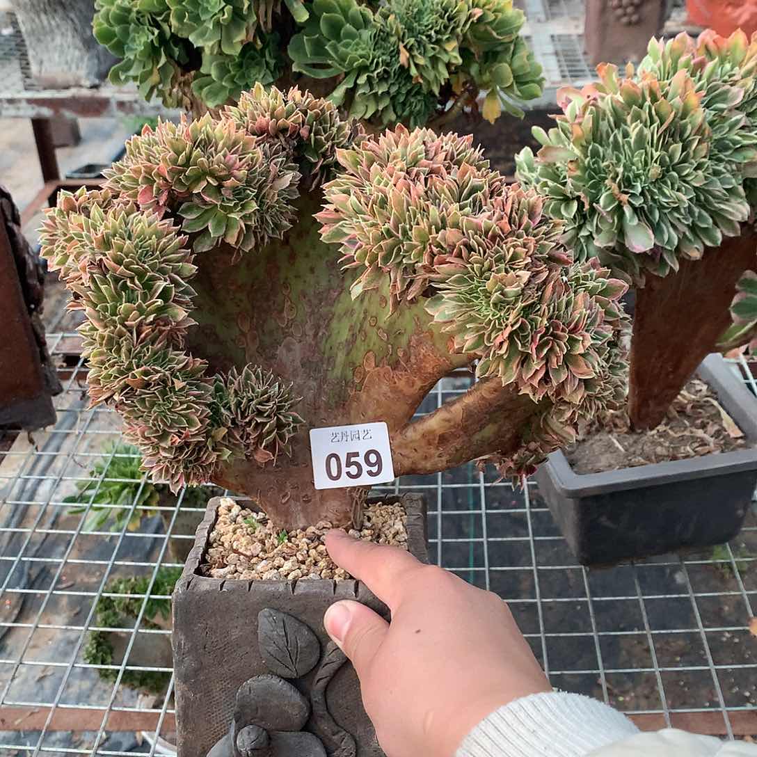 059女神缀化缀化