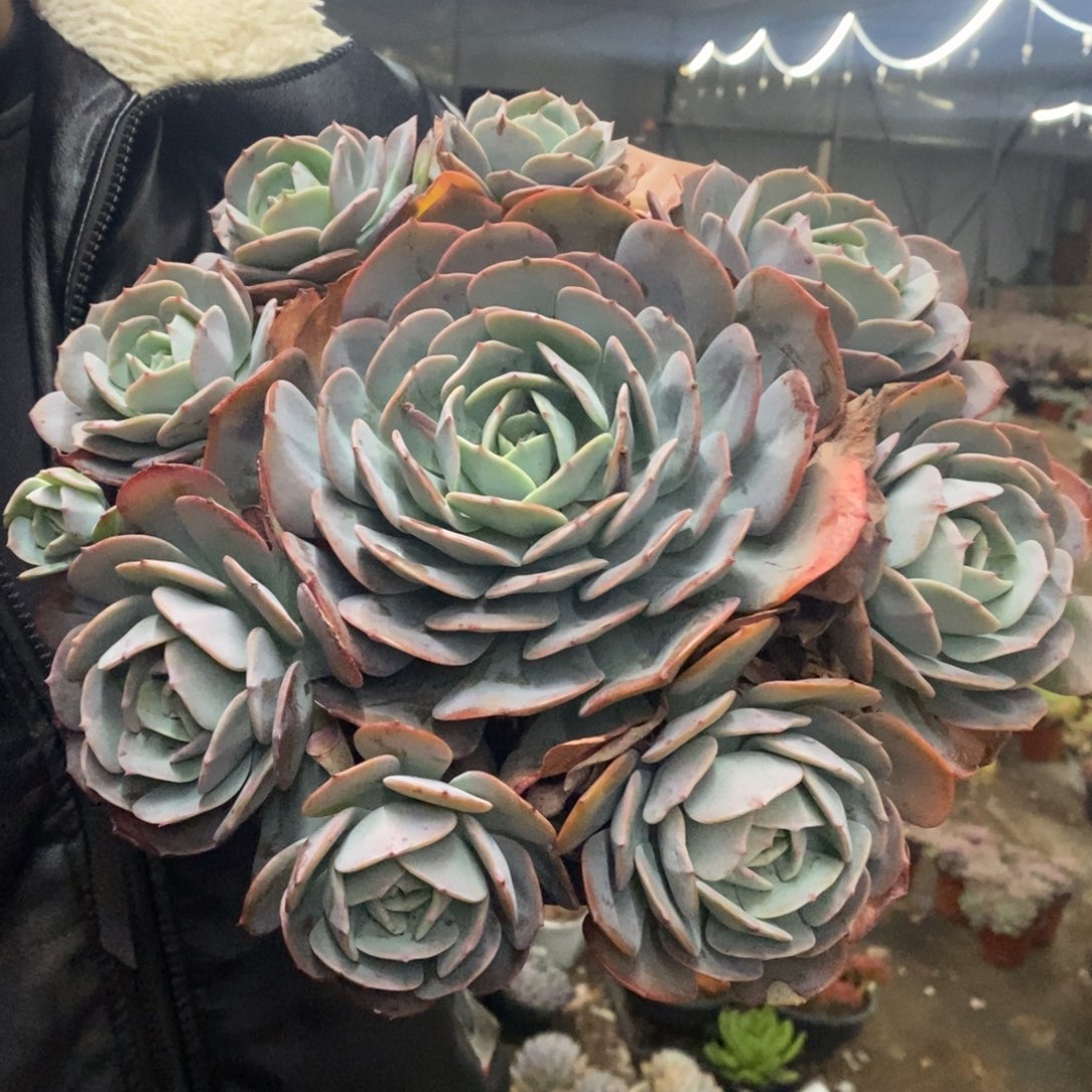 红粉台阁大单头带仔七头起发，250杯