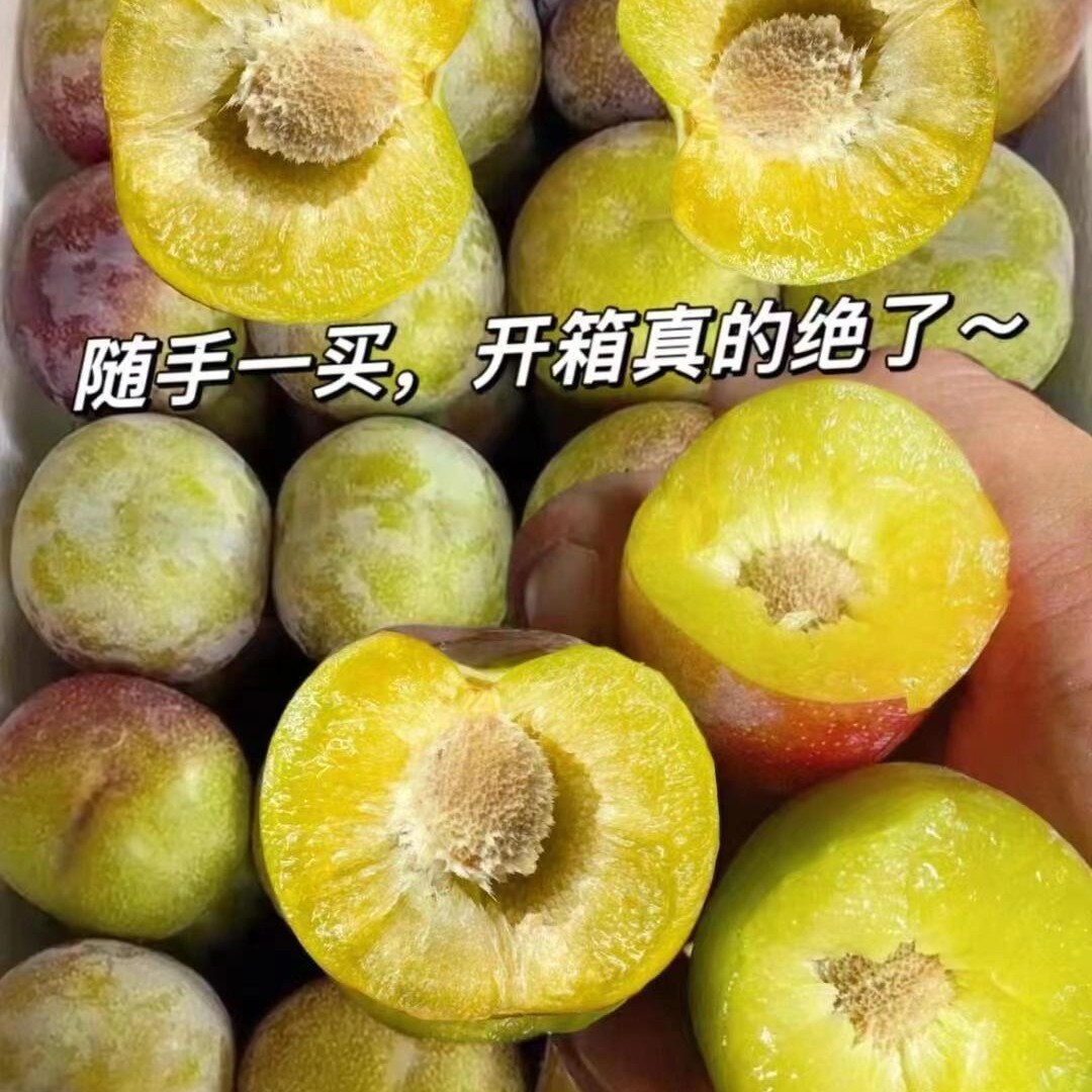 四川高山新鲜应季脱骨小脆红李脆甜多汁爽口肉厚爽脆