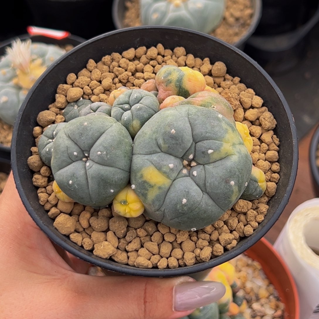 m实生银色锦群带盆