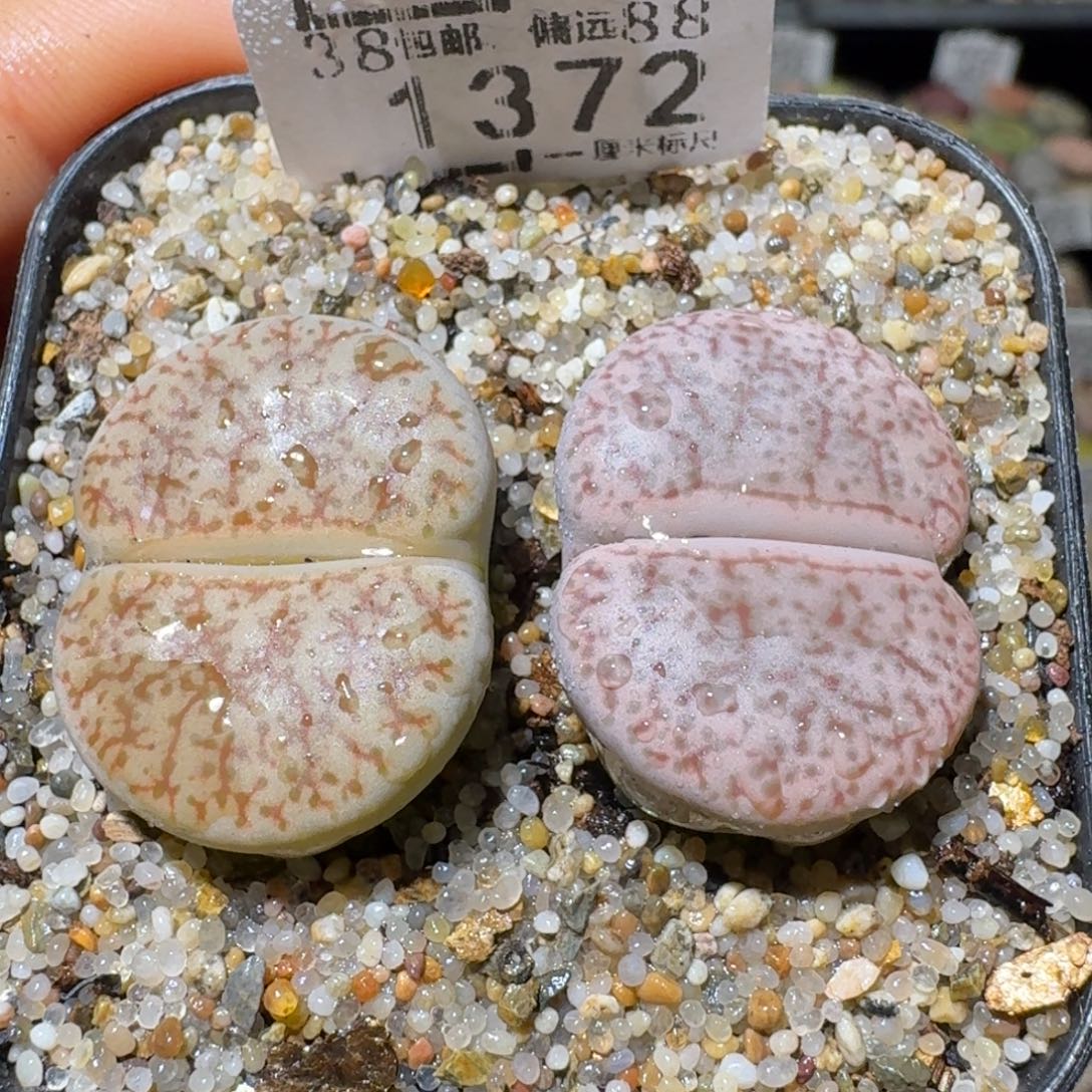 Sss清仓便宜出1372卡2.4