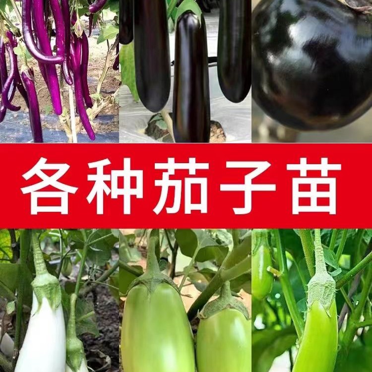 大龙长茄苗秧苗紫把长茄苗子幼苗紫黑茄子苗烧烤嫁接春秋四季菜苗