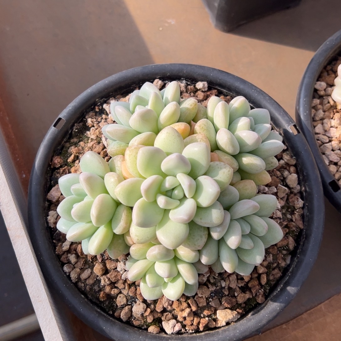 寄养12888888888888