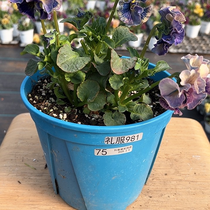 水晶抖音直播闪拍75