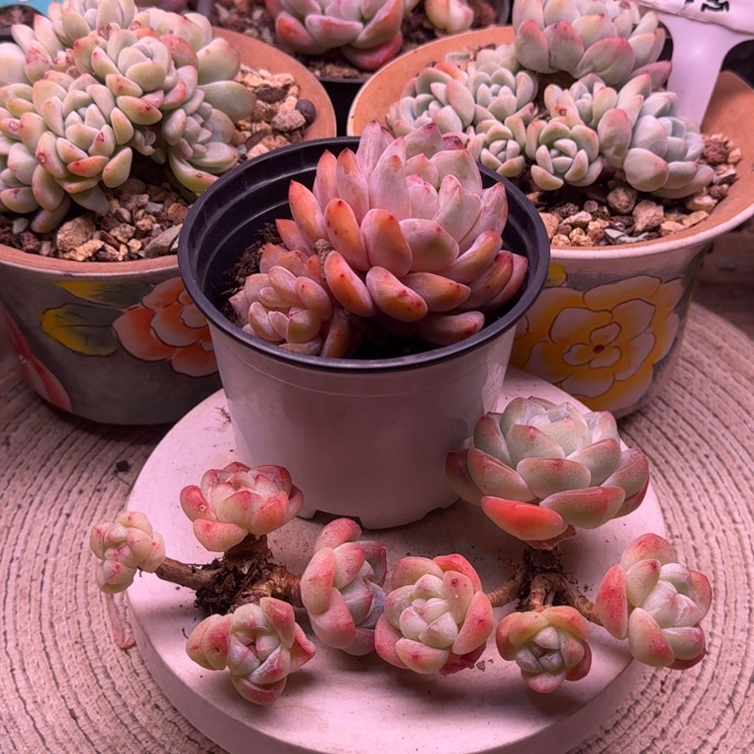 M*冰玉群生+雪天使