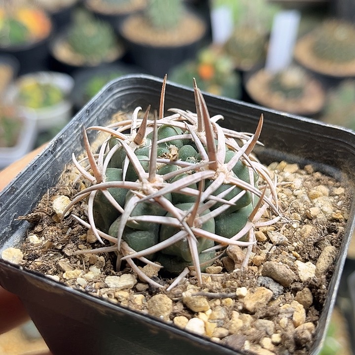 优选中刺碧岩玉实生球3.7公分