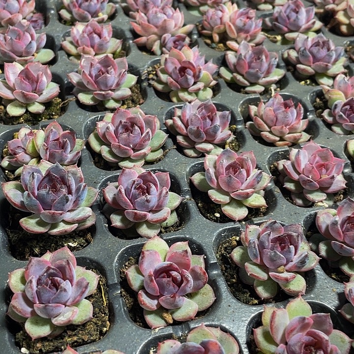 小蓝莓1.5带土发货