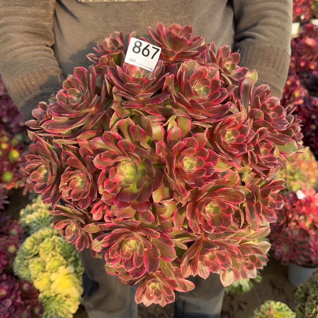 867浣纱多肉植物