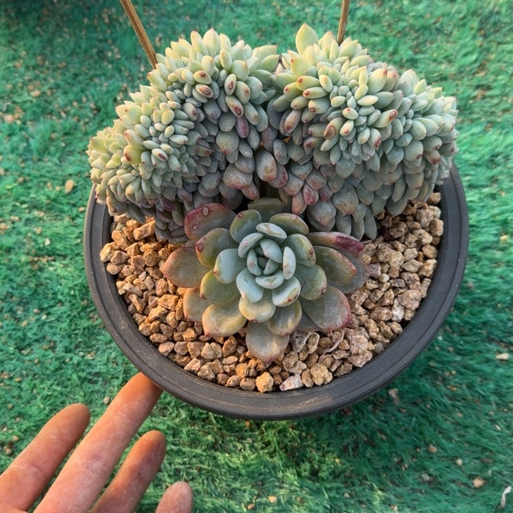 星影树缀无砍多肉