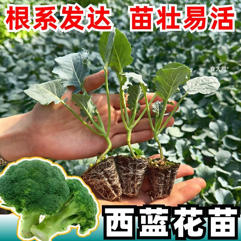 四季阳台盆栽种植脱毒穴盘苗