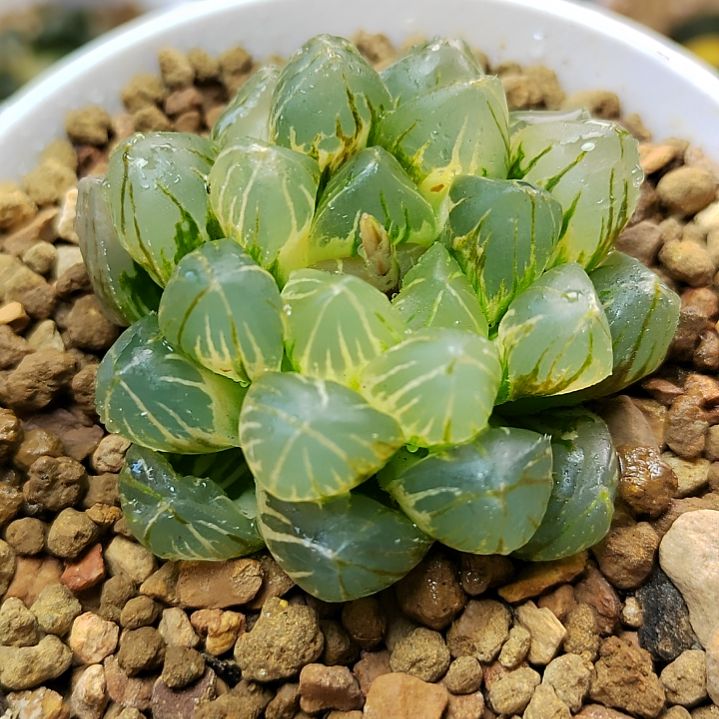 395号OM锦 5厘米左右一物一拍带盆