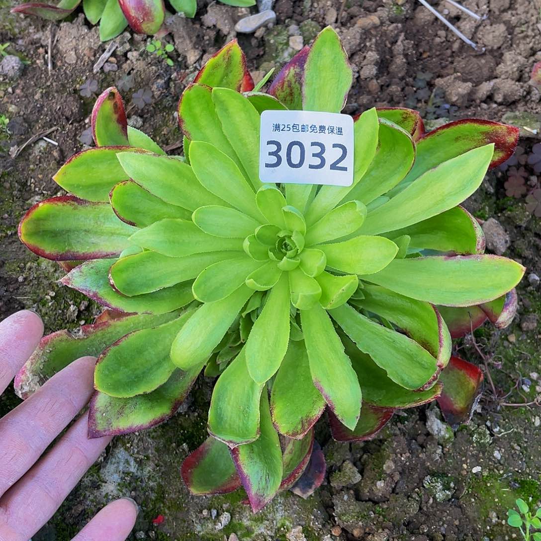 3032韶华菊多肉植物