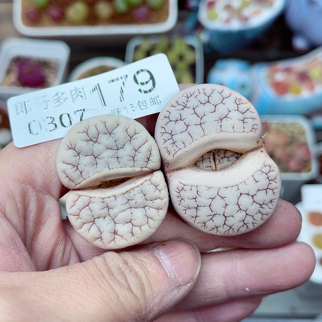 郎哥多肉生石花7-179