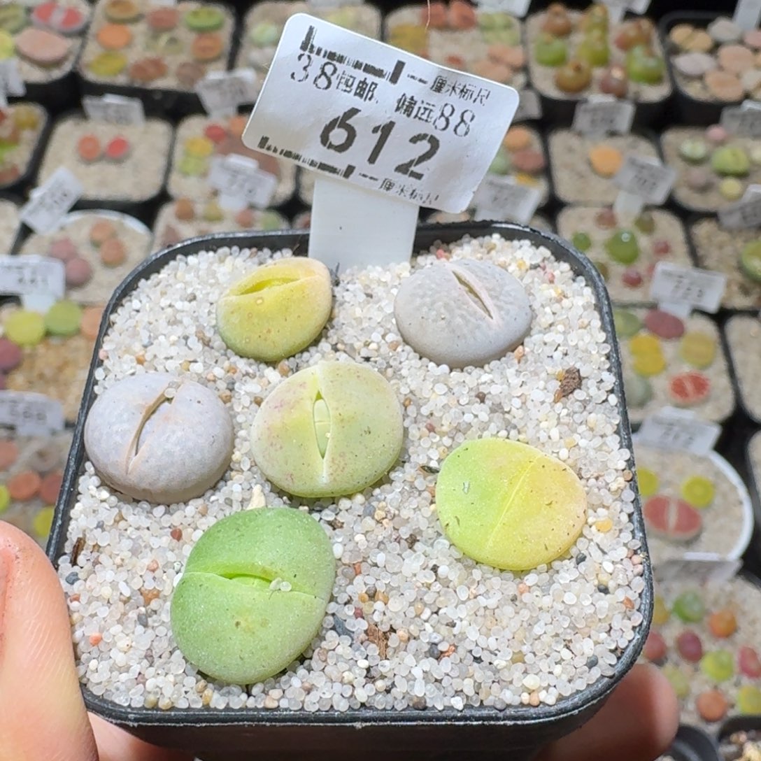 南***苡Sss清货了清货了612