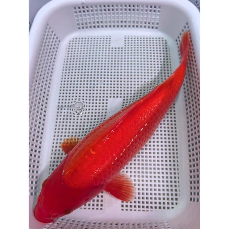 （四）1条介子20-22公分精品锦鲤