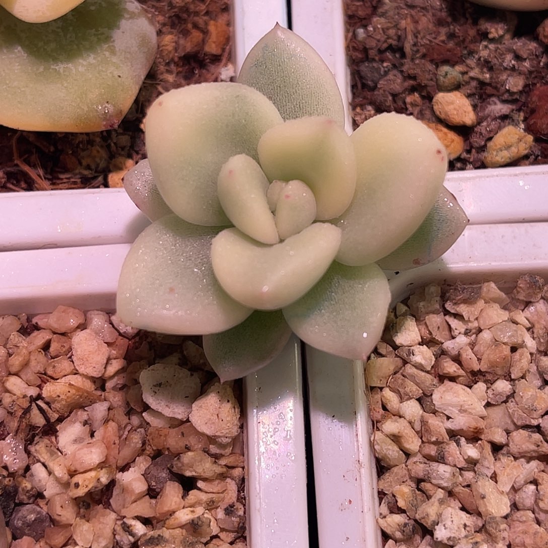 尚品园艺福利锦有杆子可嫁接