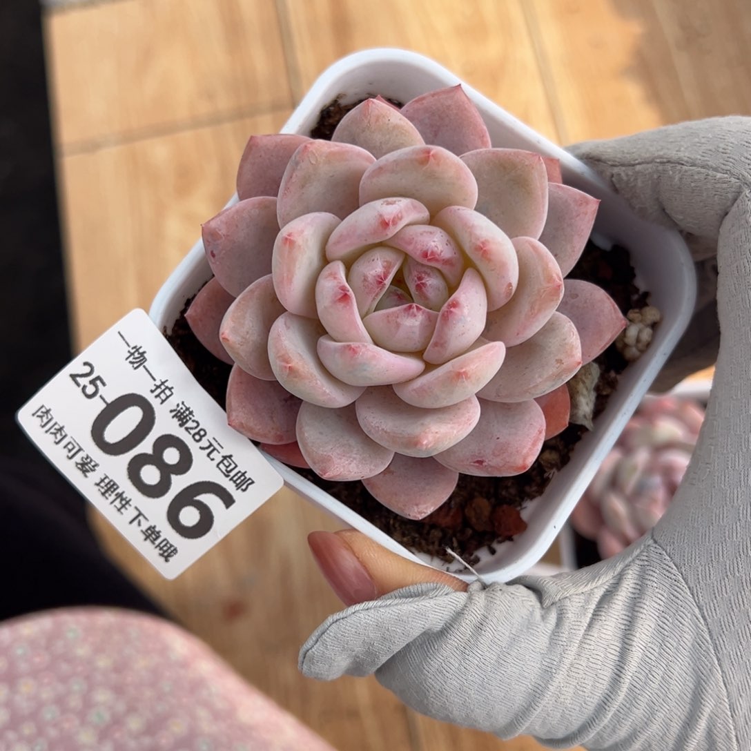 橙梦露多肉多肉多肉