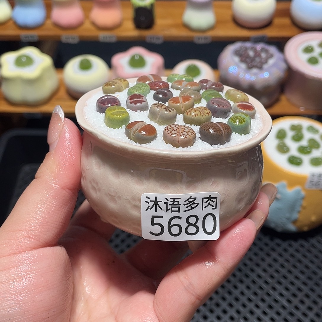 带盆土植物 一物一拍5680