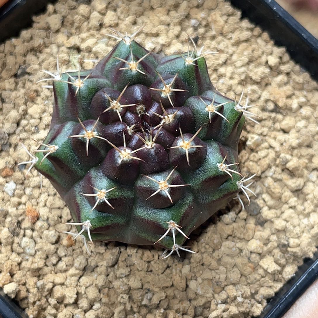 无花朵泰系名品侧，绿茶