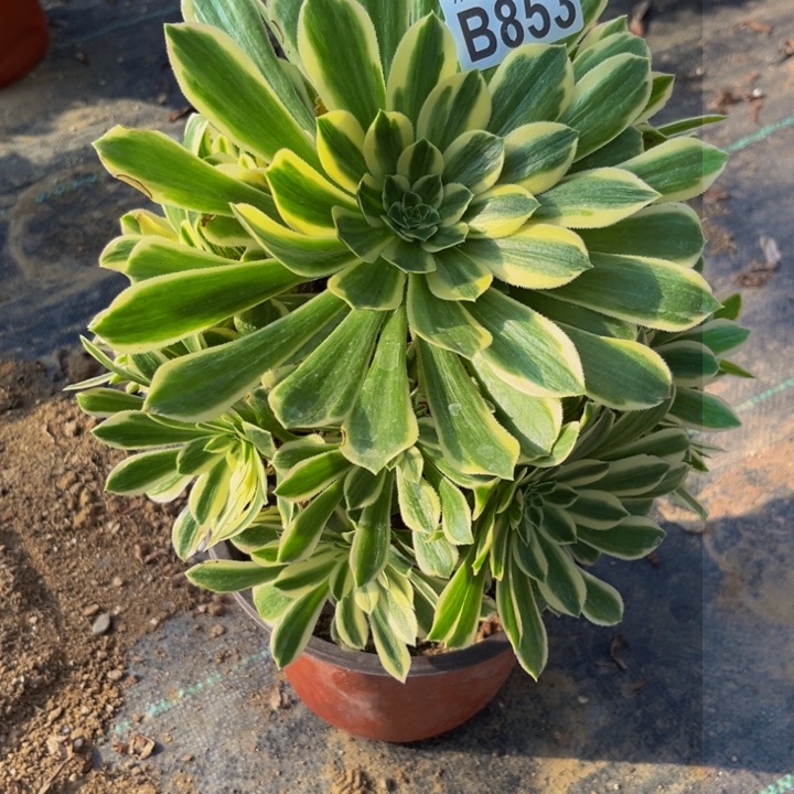 853多肉植物一物一拍