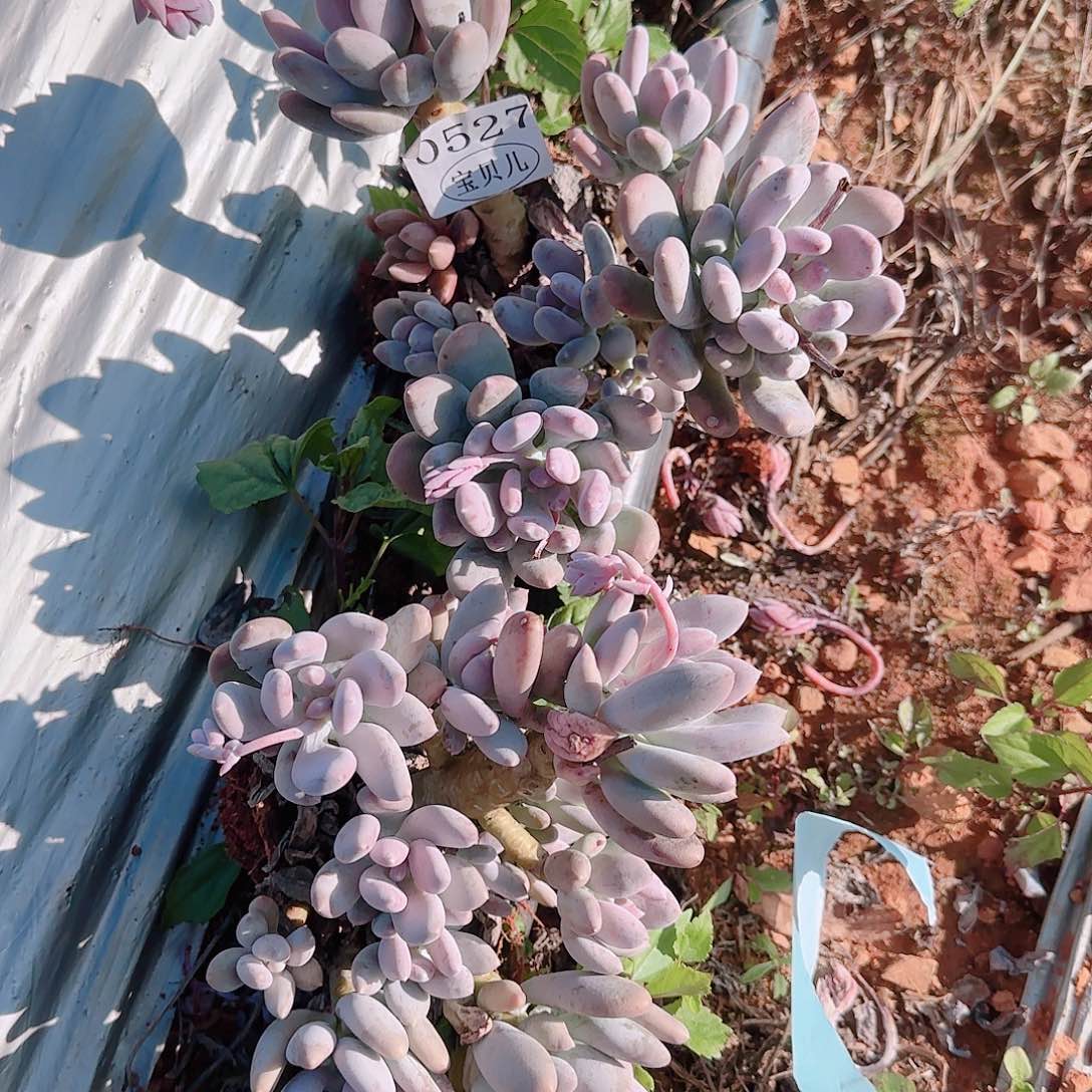 荷***儿0527两颗包邮的话就可以