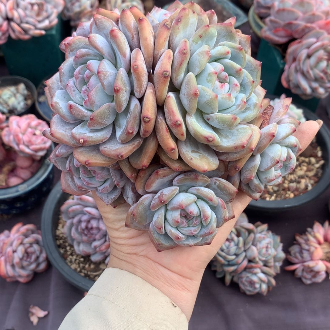 阿*哈哈哈哈哈哈哈