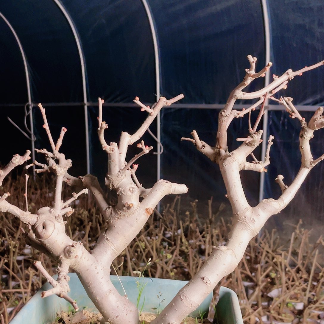 海棠海棠东阳680换盆发货