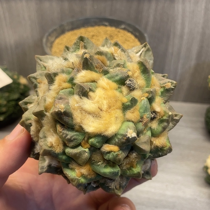 勾尤龟甲自根8.7公分