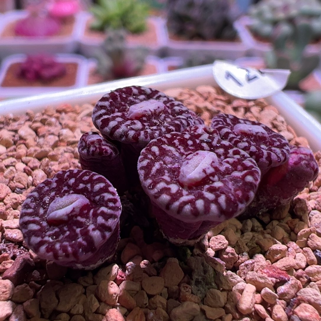 N***e1270，大嘴墨，肉锥植物