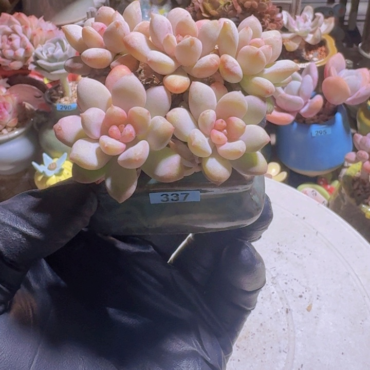 甜****一物一拍编号337 