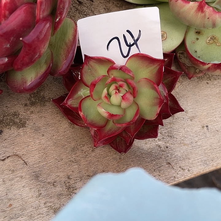 小***花24/////////////////