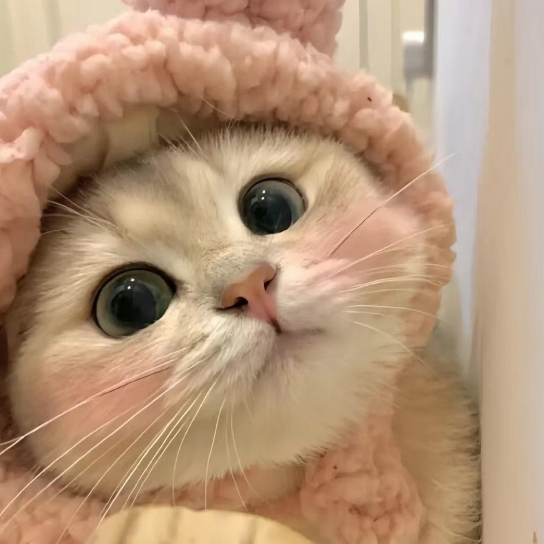 (小鱼猫舍）活体猫咪金渐层银渐层暹罗布偶德文金吉拉
