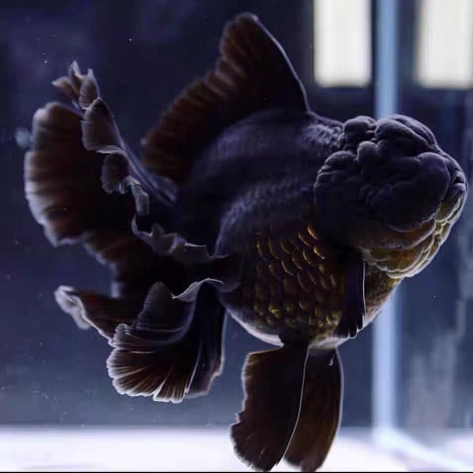 （图片仅供参考，直播间选鱼）活体精品百褶泰狮，自家渔场养殖