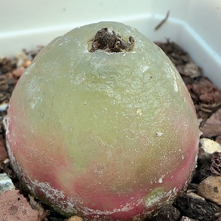 722灯泡1111尺寸3.6