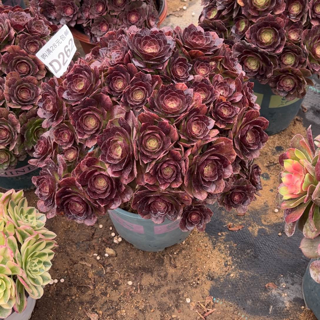 262多肉植物黑魔